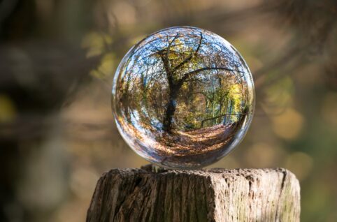 macro photography of tree