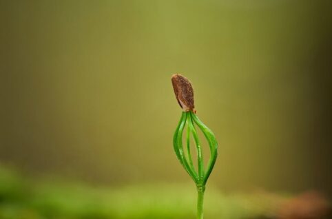 tender green sprout emerging from soil