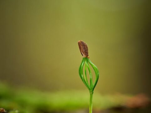 tender green sprout emerging from soil